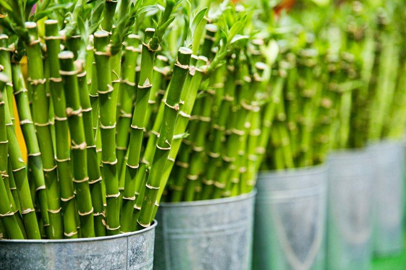Bamboo plant bedroom ideas