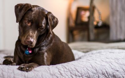 3 Best Serta Mattresses When Sleeping With Your Dog
