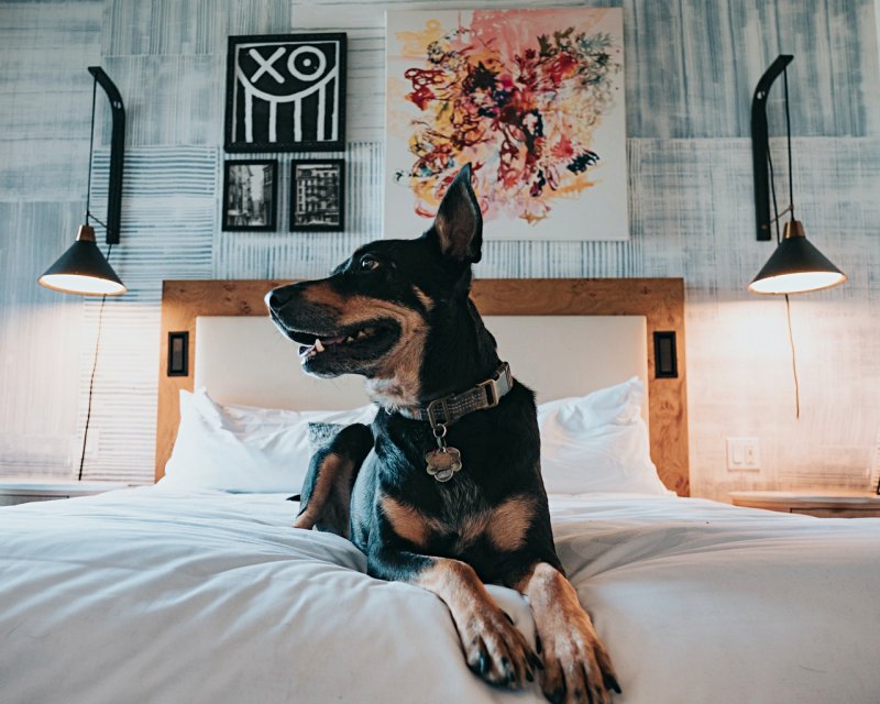 close up on dog on bed | bed accessories
