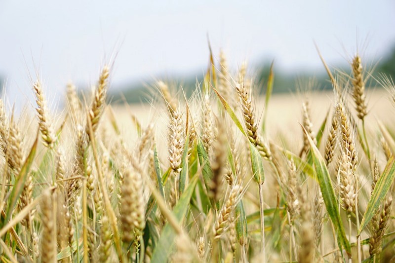 agriculture arable barley blur | sleep-inducing foods