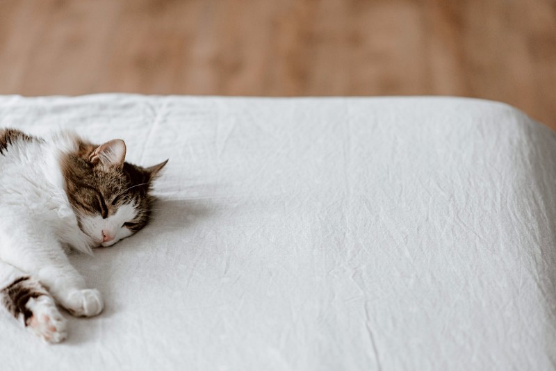 lazy cat sleeping on soft bed at home | thread count