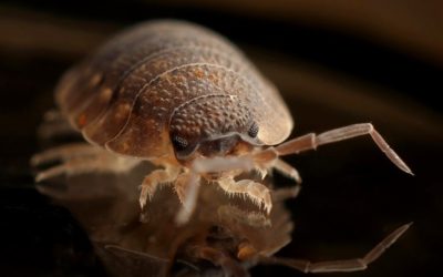 How to Identify The Early Signs Of Bed Bugs And How To Avoid Them