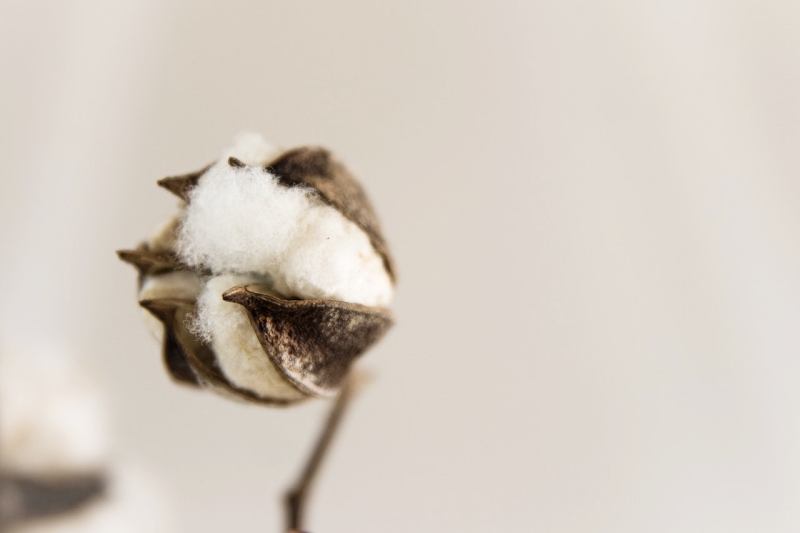 cotton flower | cotton