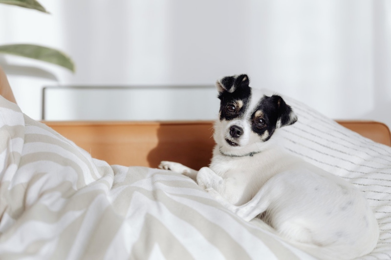 dog lying in a bed and looking at the camera | mental health benefits